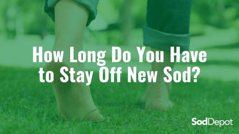 how-long-do-you-have-to-stay-off-new-sod-sod-depot