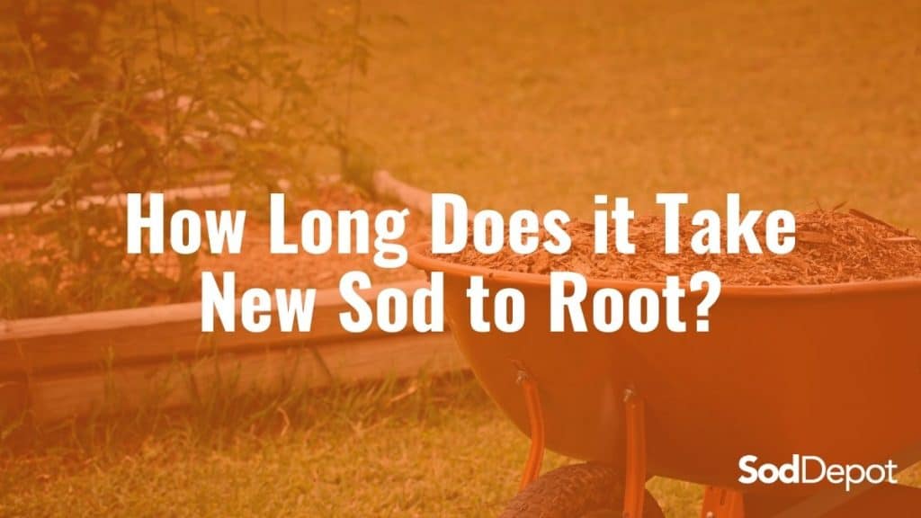 How Long Does it Take New Sod to Root? | Sod Depot