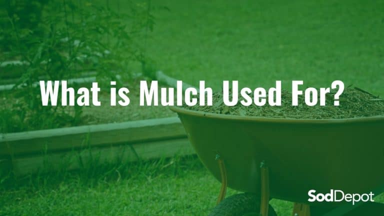 What is Mulch Used For?