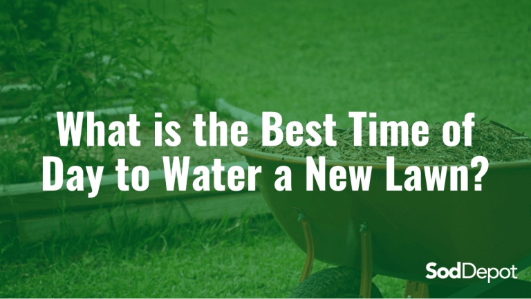 What is the Best Time of Day to Water a New Lawn?