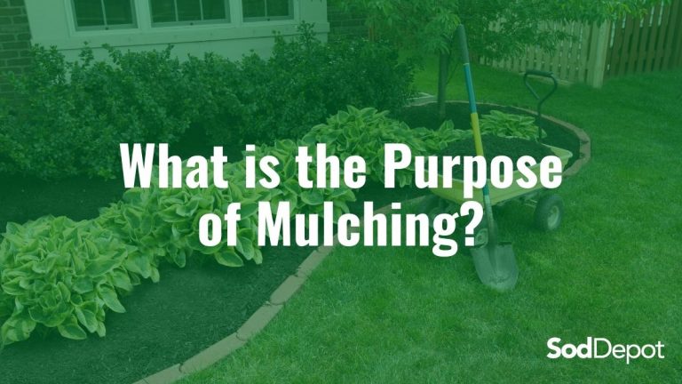 What is the Purpose of Mulching?