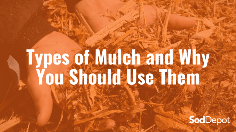 Types of Mulch and Why You Should Use Them