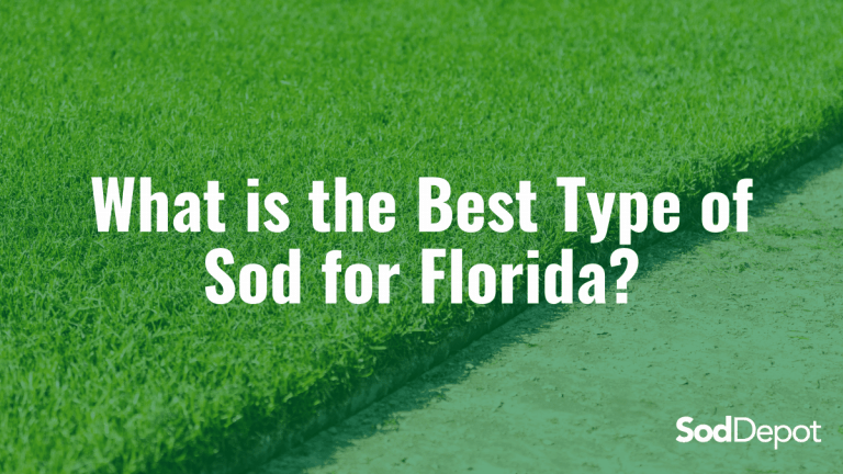 What is the Best Type of Sod for Florida?