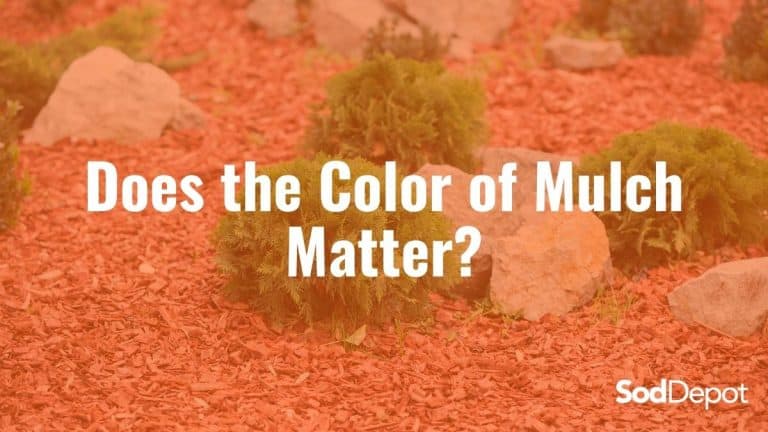 Does the Color of Mulch Matter?