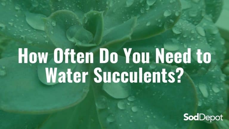 How Often Do You Need to Water Succulents?