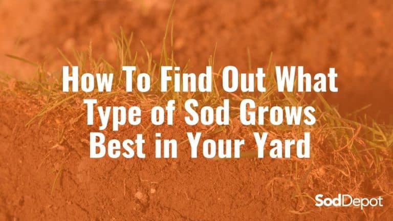 How To Find Out What Type of Sod Grows Best in Your Yard