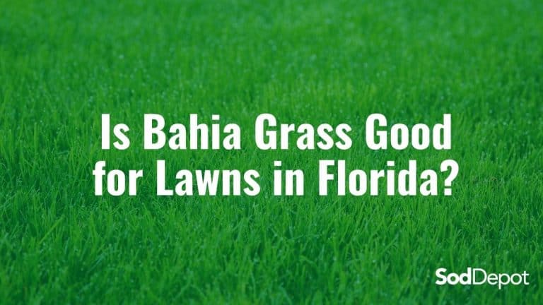 Is Bahia Grass Good for Lawns in Florida?