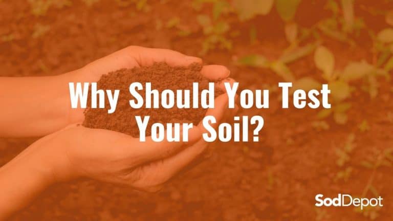 Why Should You Test Your Soil?
