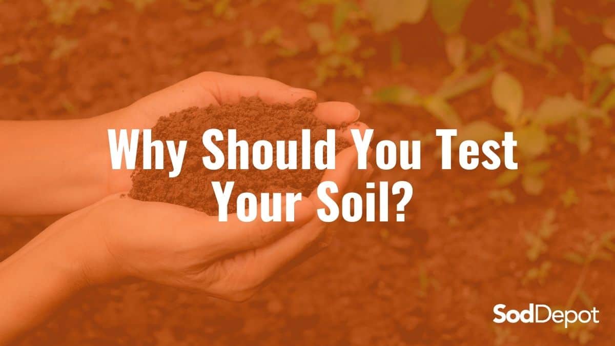 A person holding dirt in their hands with the text " why should you tell your soil ?"