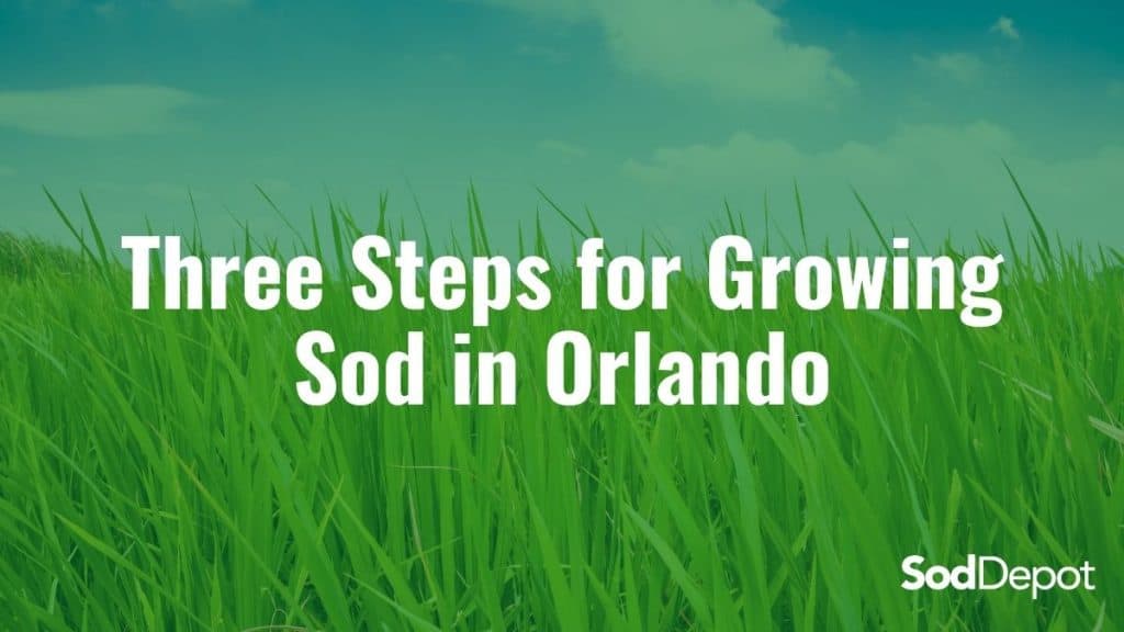 Three steps for growing sod in orlando