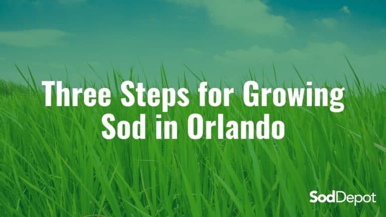 Three Steps for Growing Sod in Orlando