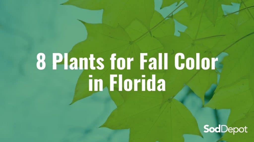 A green leaf plant with text that reads plants for fall color in florida.