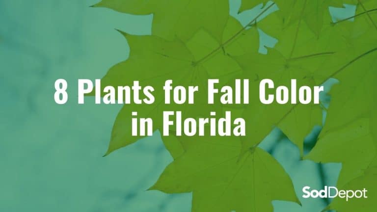 8 Plants for Fall Color in Florida