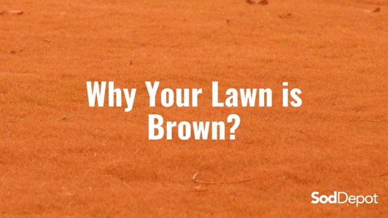 Why Your Lawn is Brown?