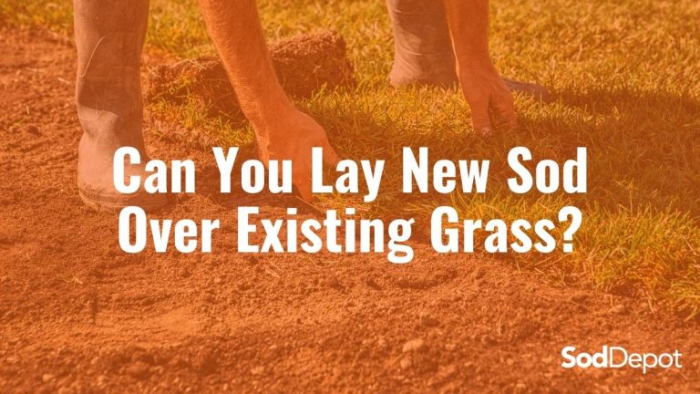 Can You Lay New Sod Over Existing Grass?