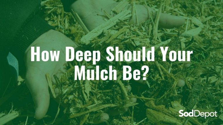 How Deep Should Your Mulch Be?