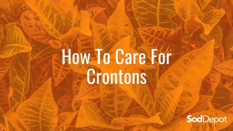 How to Care for Crotons