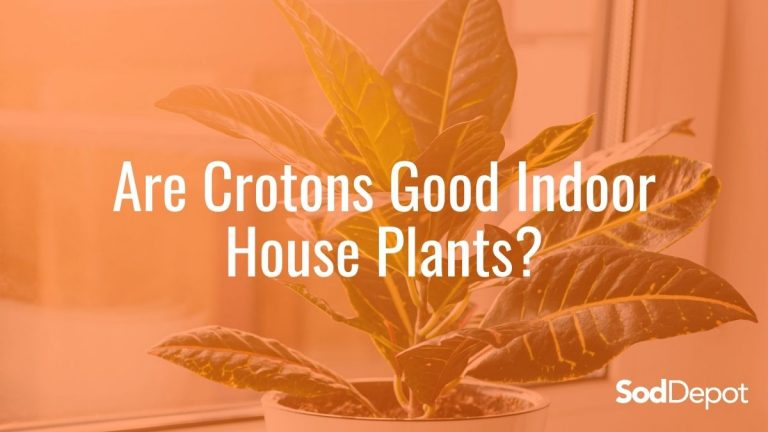 Are Crotons Good Indoor House Plants?