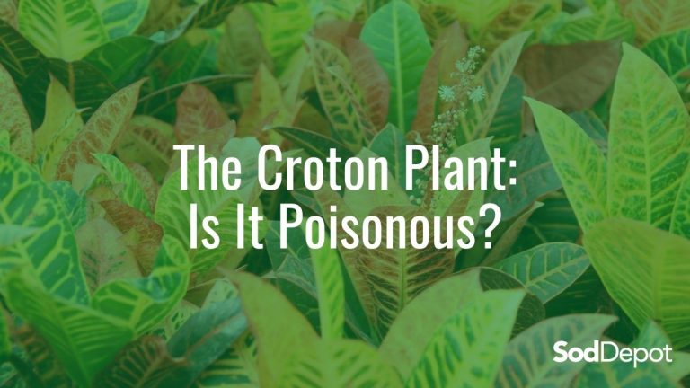 The Croton Plant: Is It Poisonous?