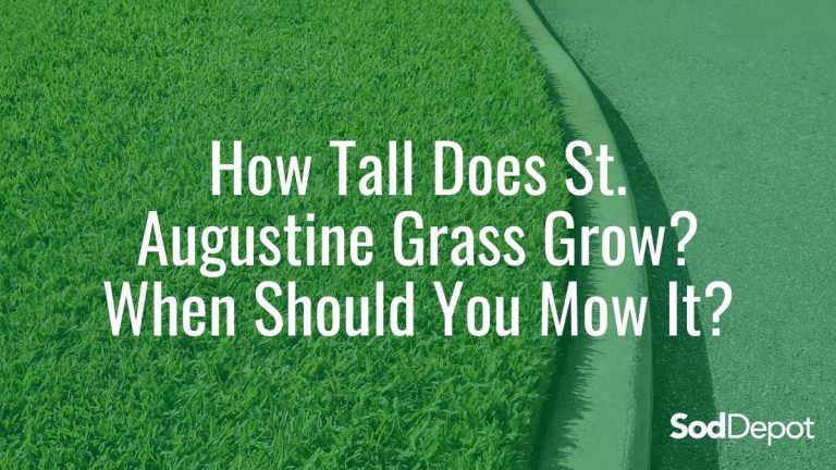 How Tall Does St. Augustine Grass Grow? When Should You Mow It?