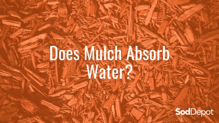 Does Mulch Absorb Water?