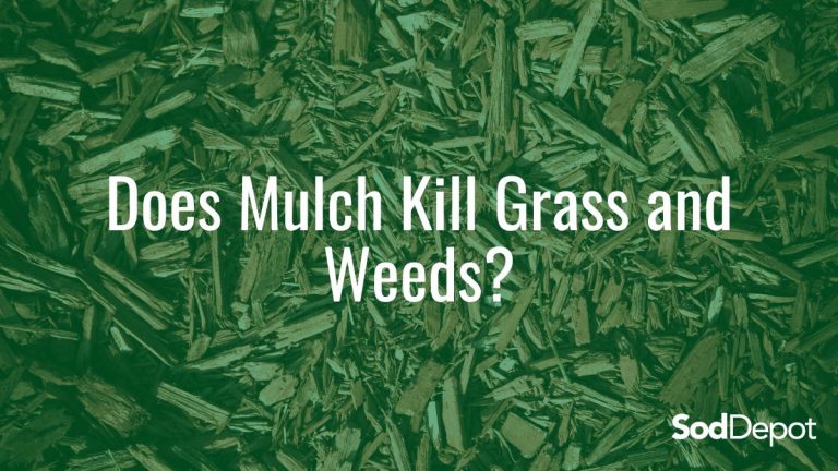 Does Mulch Kill Grass and Weeds?