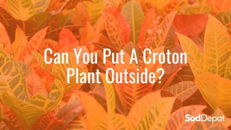 Can You Put A Croton Plant Outside?