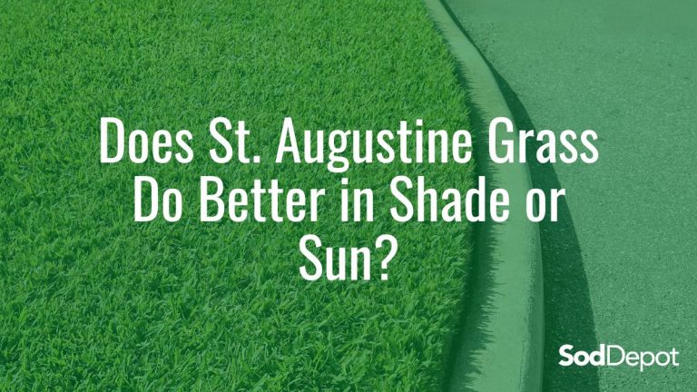 Does St. Augustine Grass Do Better in Shade or Sun?￼