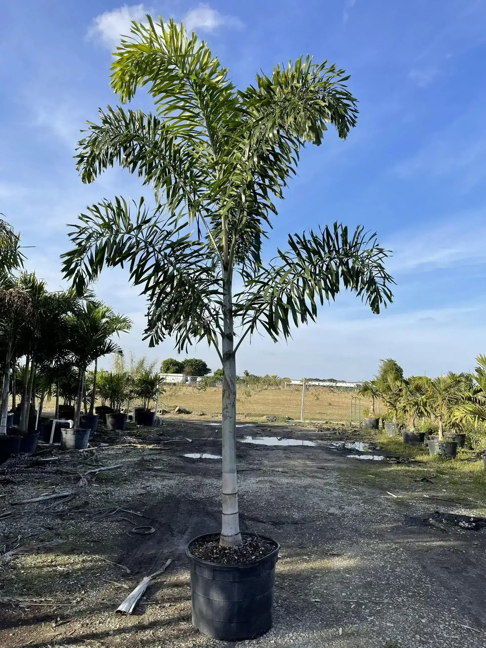 FOXTAIL PALM SINGLE 30g ( Enjoy FREE delivery when you spend $50 or ...
