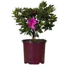 Azalea Formosa Lavender 3 gallon ( Enjoy FREE delivery when you