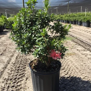 A potted plant is sitting in the dirt.