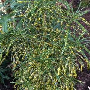 A close up of the leaves on a plant