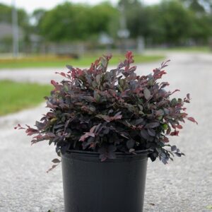 A plant is sitting in the middle of the road.