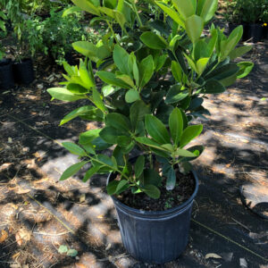 A potted plant sitting on top of the ground.