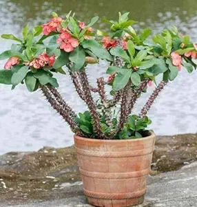 A potted plant sitting on top of a rock.