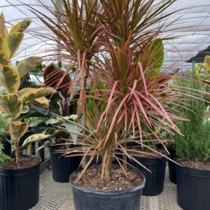 A group of plants in black pots on the ground.