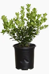 A plant is sitting in a black pot.