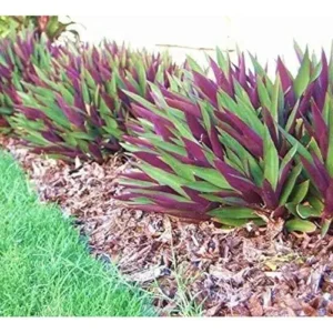 A close up of some purple and green plants