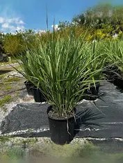 A plant that is growing in the ground.