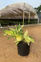 Ginger Variegated 3 gallon (includes delivery)