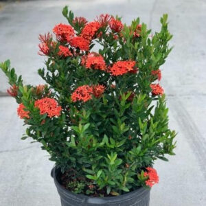 A plant with red flowers in a black pot.