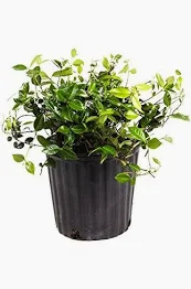 A plant that is in a black pot.