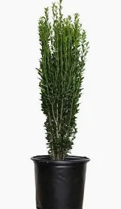 A tall plant in a black pot on the floor.