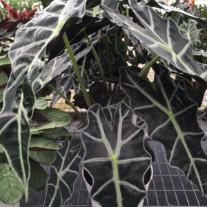 Alocasia 'Polly' dark veined leaves
