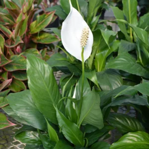 Peace lily with white spathe