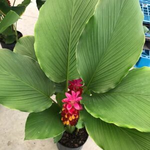 Pink and yellow Siam tulip with large leaves