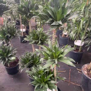 Row of potted dracaena plants in nursery