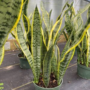 Potted snake plant with yellow-edged leaves