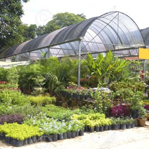 Plants For Sale in Orlando
