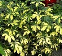 Schefflera arboricola 'Trinette' 3gal
